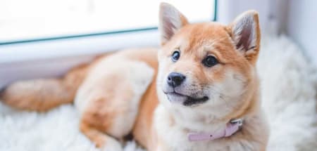 Accepte les animaux domestiques