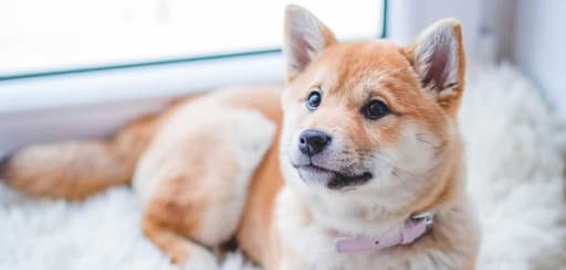 Accepte les animaux domestiques